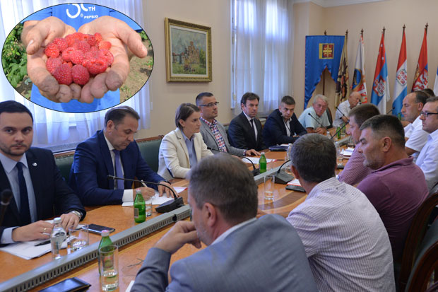 Радно тело цени малине